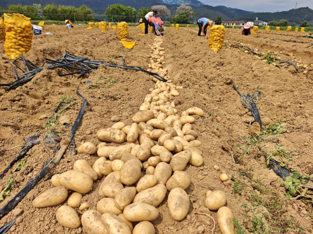 柳城：广东省首个产业化马铃薯脱毒原种大田扩繁基地喜获丰收，终...